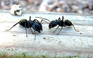 Formigas: Veja receitas de remédios caseiros para acabar com elas!