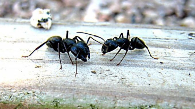 Formigas: Veja receitas de remédios caseiros para acabar com elas!